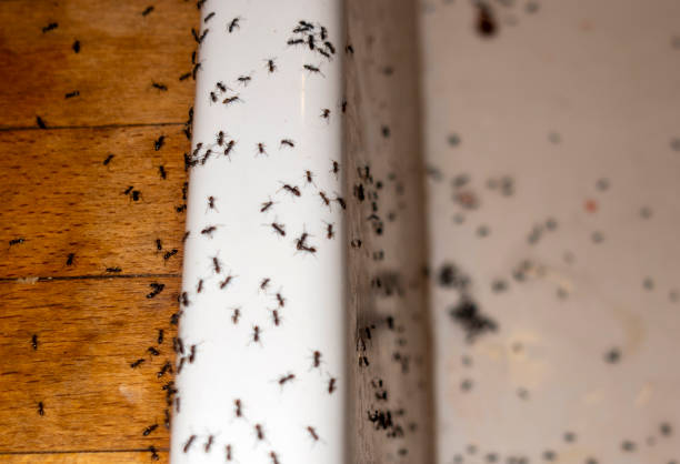 Alhambra, CA Pest Control Company