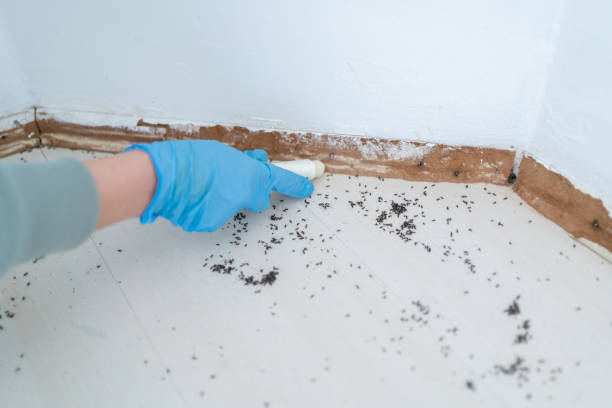 Best Pest Prevention Services  in Alhambra, CA